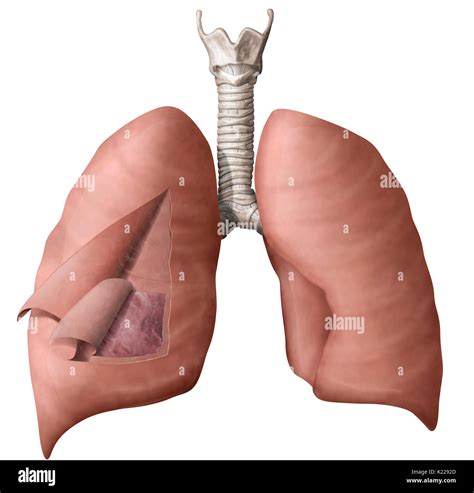 Pleura hi-res stock photography and images - Alamy