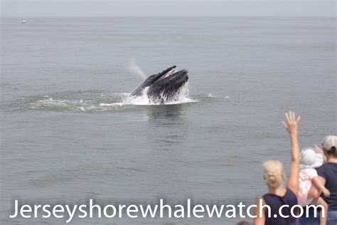 Jersey shore whale watching tour Belmar Marina Tickets - Bill McKim ...