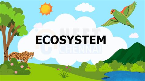 Image result for Ecosystem Structure and Function 12 NCERT