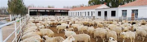 舍饲养羊与现代养羊业的发展_科普中国网