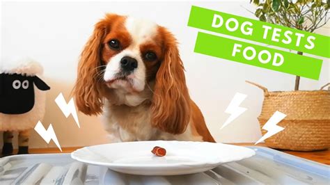 Dogs Taste Testing Food 的图像结果