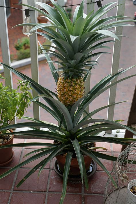 Potted Pineapple Plant
