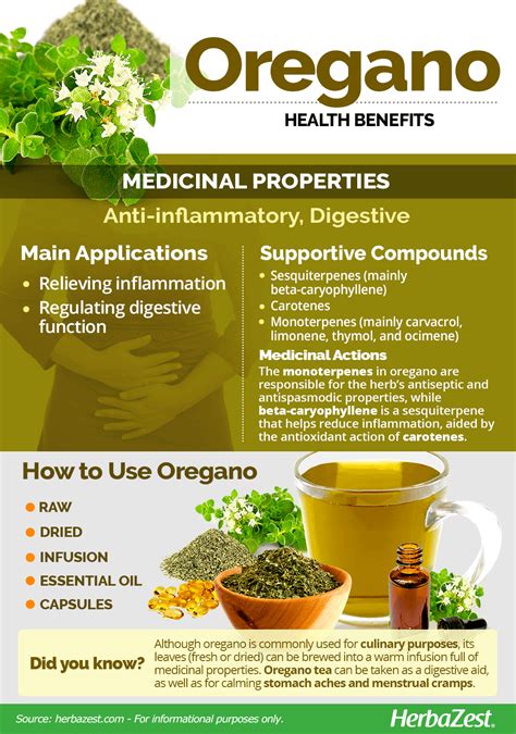 Oregano Herbal Tea Benefits