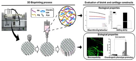 Recent Advancements in 3D Printing of Polysaccharide Hydrogels in ...