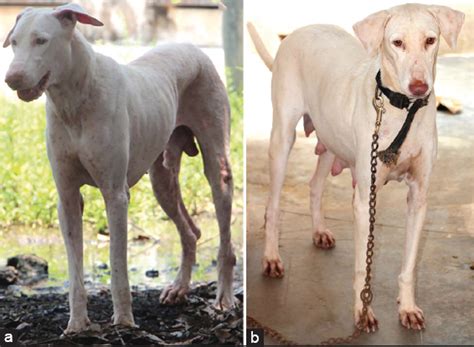 Identification of urinary sex pheromones in female Rajapalayam breed ...