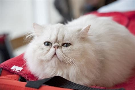 Image result for BackEnd API Development