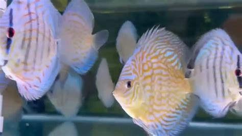 Image result for Blue Turquoise Discus