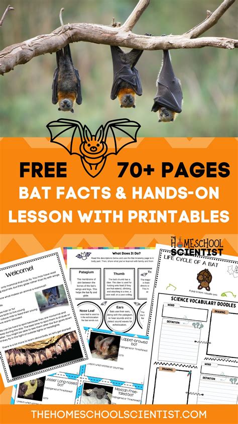 Bat Activity Definition at Kelly Coughlin blog