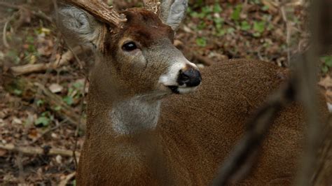 Indiana deer hunting season 2021: What you need, best places to go