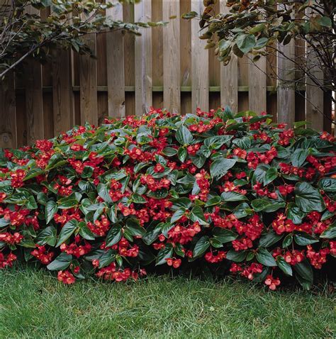 Begonia Dragon Wing | Garden Housecalls