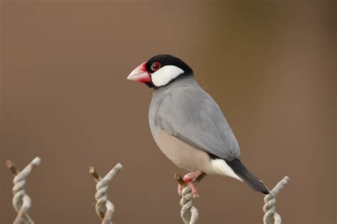 Image result for Java Sparrow Bird