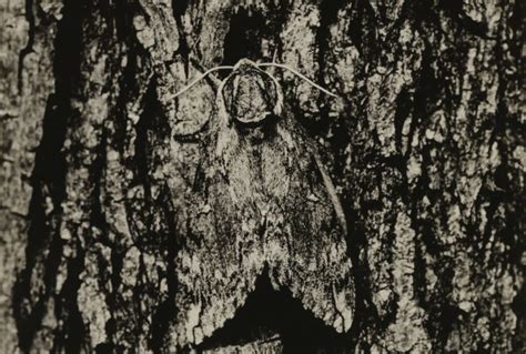 Image result for Animal Variation Examples