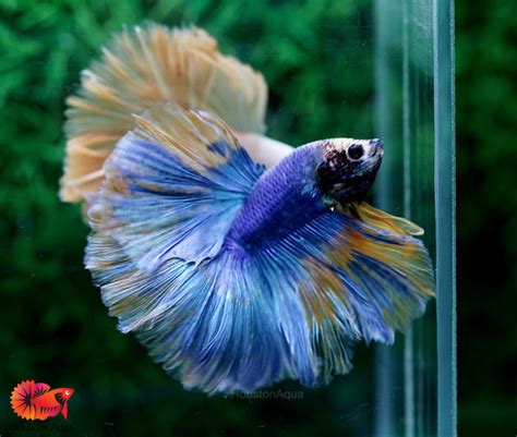 Image result for Betta Fish Compatibility