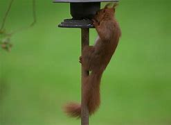 Image result for Cute Bunny Eating