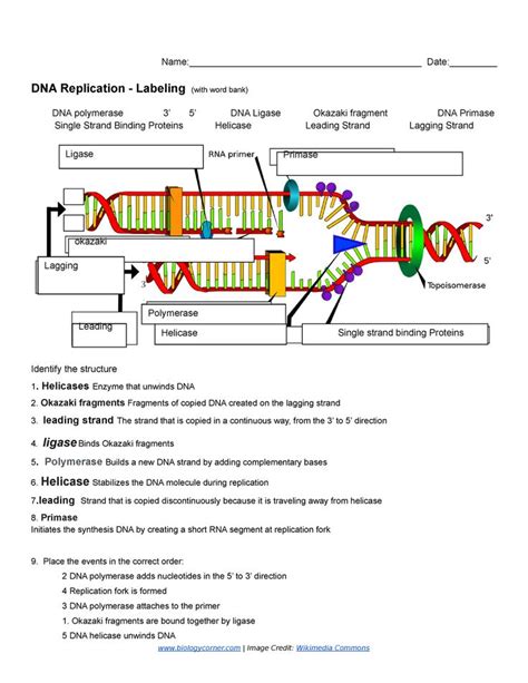 DNA Structure Worksheet Answer Key 的图像结果