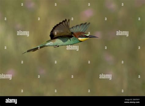 Image result for European Bee-eater Flying Back View