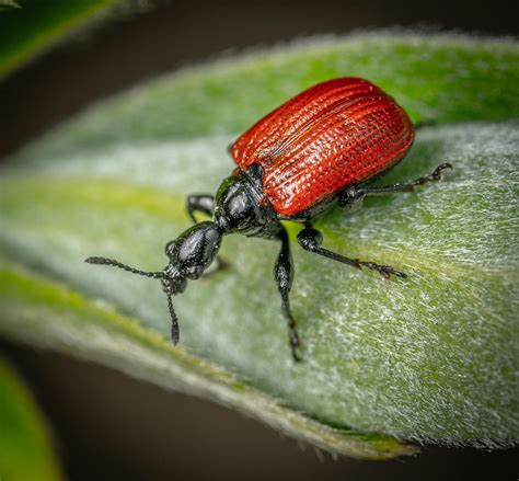 Red and Black Beetle on Green Leaf · Free Stock Photo