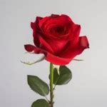 Macon, GA Obituaries Online | Find Macon Obituaries