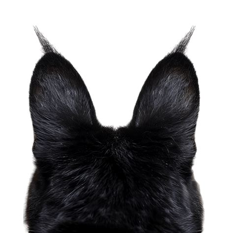 Transparent Black Cat Ears