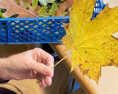 Herbstliche Naturmaterialien bieten vielseitige Aktivierungsimpulse ...