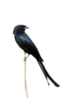বাংলার ৭০ টি চেনা অচেনা পাখীর নাম ও ছবি - All birds of Bengal with name ...