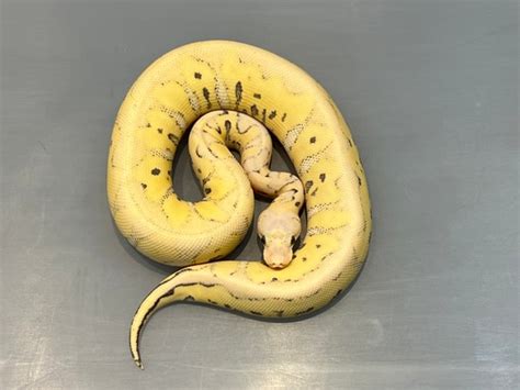 Image result for Ghost Clown Ball Python