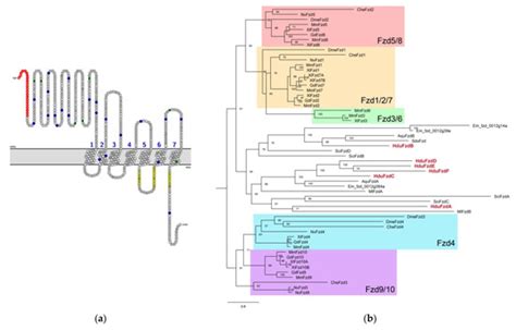 Expression of Wnt and TGF-Beta Pathway Components during Whole-Body ...