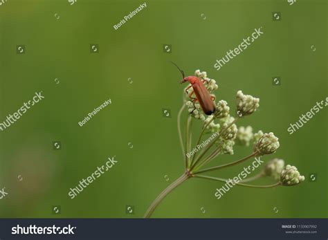 Coleoptera Meloidae Blister Beetle Stock Photo 1133907992 | Shutterstock