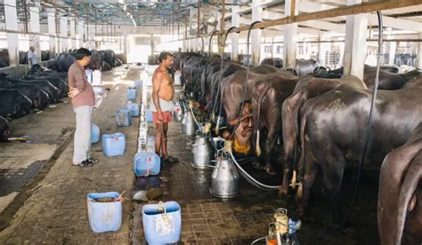 India’s Deregulated Dairy Sector Signposts the Future of Our Food | The ...
