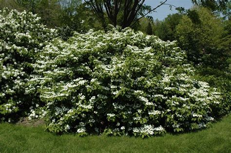 viburnum landscaping ideas