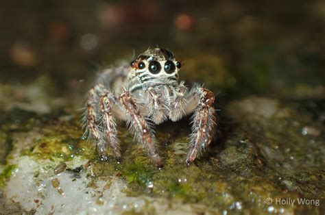 Image result for Spider-Man Web Tutorial