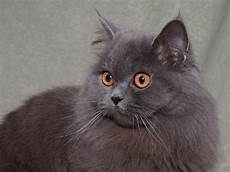 gatti persiani costo quali sono le razze dei gatti gatti persiani costo quali sono le razze dei gatti
