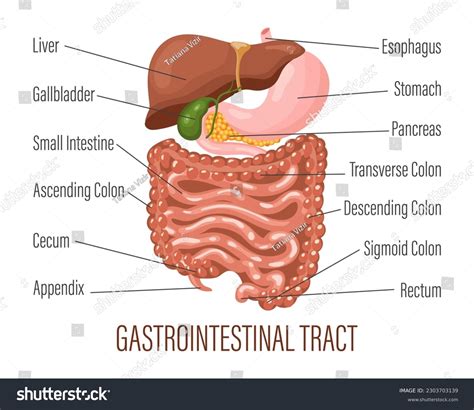 Gastrointestinal Tract Human Digestive System Anatomy Stock Vector ...