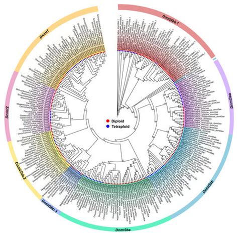 Genome-Wide Identification of DNA Methyltransferases (Dnmts) in Fish ...