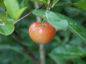 EVY Cherry Fruit Plant Price in India - Buy EVY Cherry Fruit Plant ...