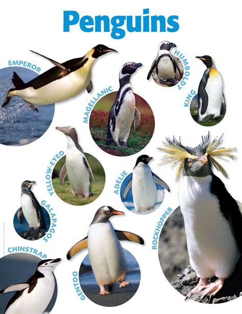 Penguins Photo Chart | Artic animals, Penguins, Arctic animals