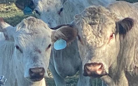 British White Cattle for Sale – British White Cattle Association of America