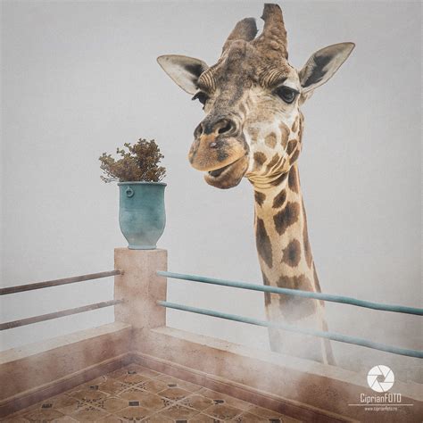 Photoshop Manipulation Tutorial 2020 的图像结果