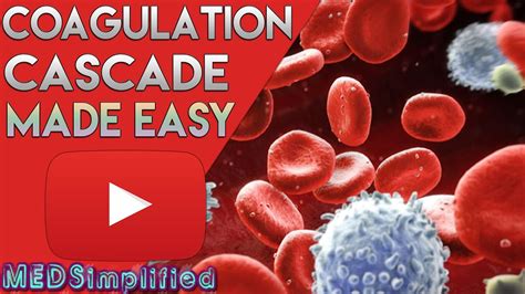 Process of Blood Clotting 的图像结果