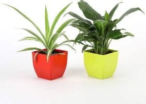 Infinite Green Peace Lily Plant Price in India - Buy Infinite Green ...