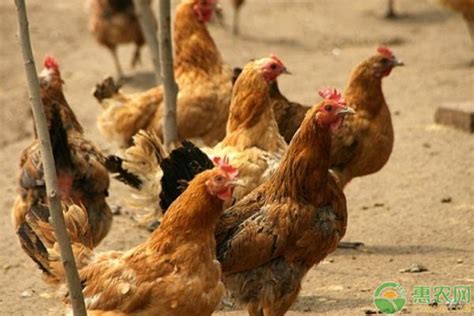 辰颐物语编辑部整理:淘汰鸡是什么？淘汰鸡的最新价格行情_辰颐物语官网
