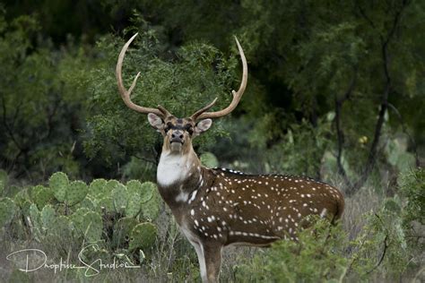 AXIS — Texas Divide Ranch