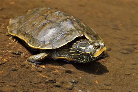 Download Northern Map Turtle Resting On River Wallpaper | Wallpapers.com