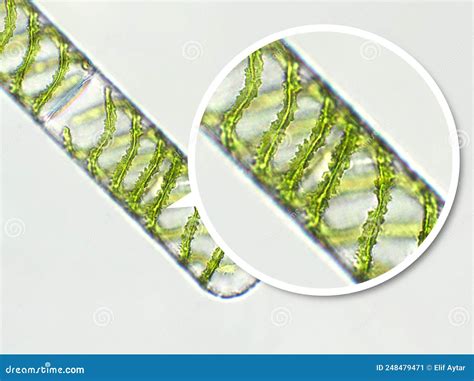 Chara Microscope Slide