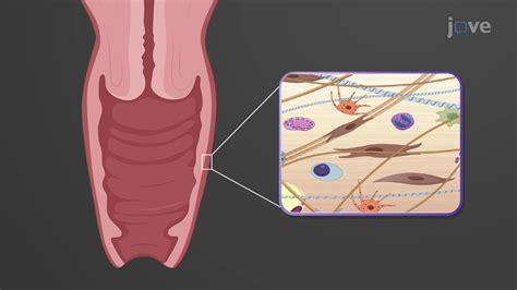 Vaginal Anatomy