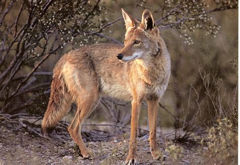 Coyote in First Nations Lore: A Timeless Trickster and Symbol of Wisdom