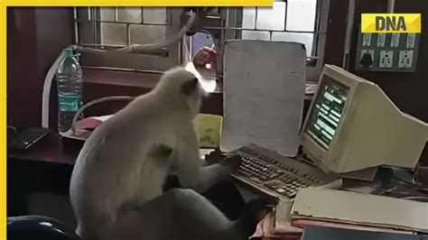 Image result for Monkey Using Computer Correctly