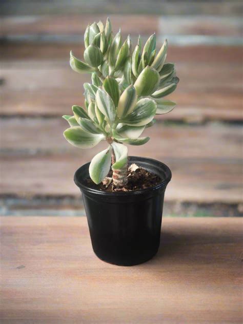 Jade Money Plant Variegated South Africa – i-go-eco