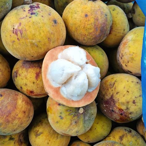 Image result for Kuning Kecapi