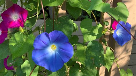 Morning Glories: Easy-to-grow-from-seed Flowering Vines